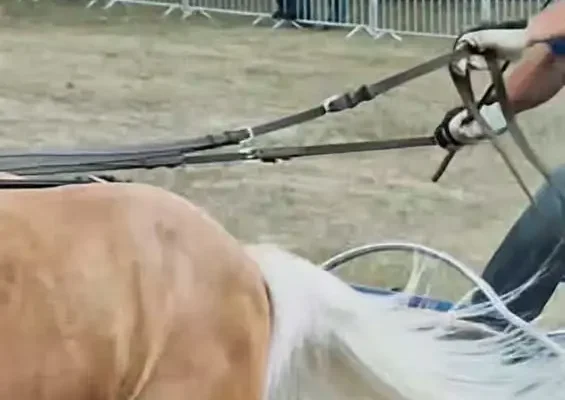 Filmowe podsumowanie XXI Konkursu Powożenia Zaprzęgami w Tarchalinie