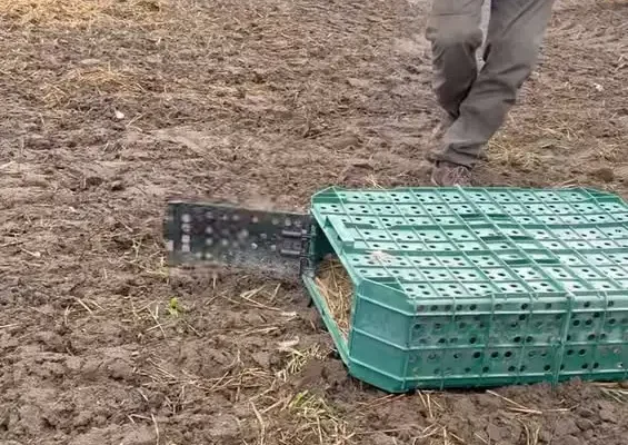 37 kuropatw zasiliło przyrodę Gminy Włoszakowice