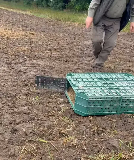 37 kuropatw zasiliło przyrodę Gminy Włoszakowice