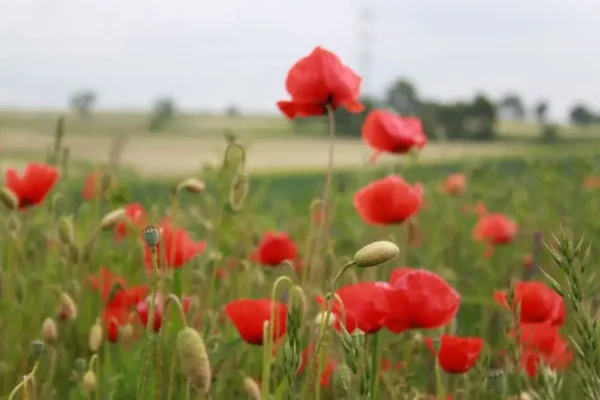 KGW Słupia Kapitulna złożyło ofertę na zadanie publiczne. Mieszkańcy mogą zgłaszać uwagi